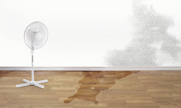Best Ceiling water damage repair  in New Market, VA